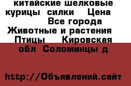 китайские шелковые курицы (силки) › Цена ­ 2 500 - Все города Животные и растения » Птицы   . Кировская обл.,Соломинцы д.